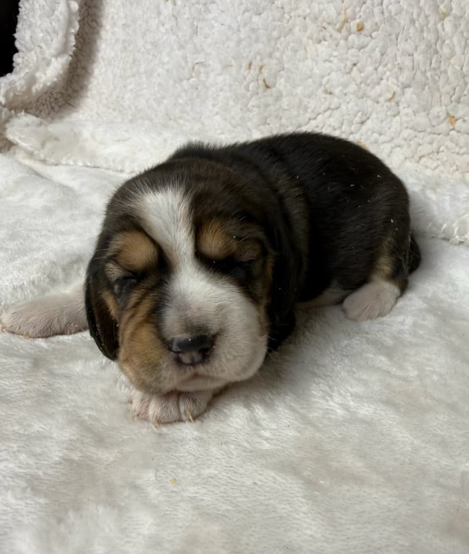 Beagle - du moulin de madjurie