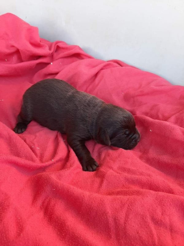 Labrador Retriever - du moulin de madjurie