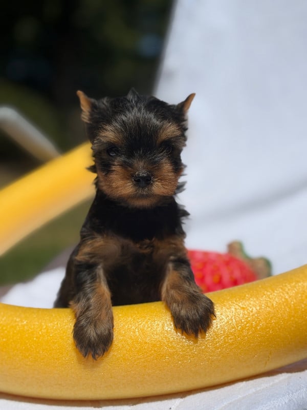 Yorkshire Terrier - du moulin de madjurie