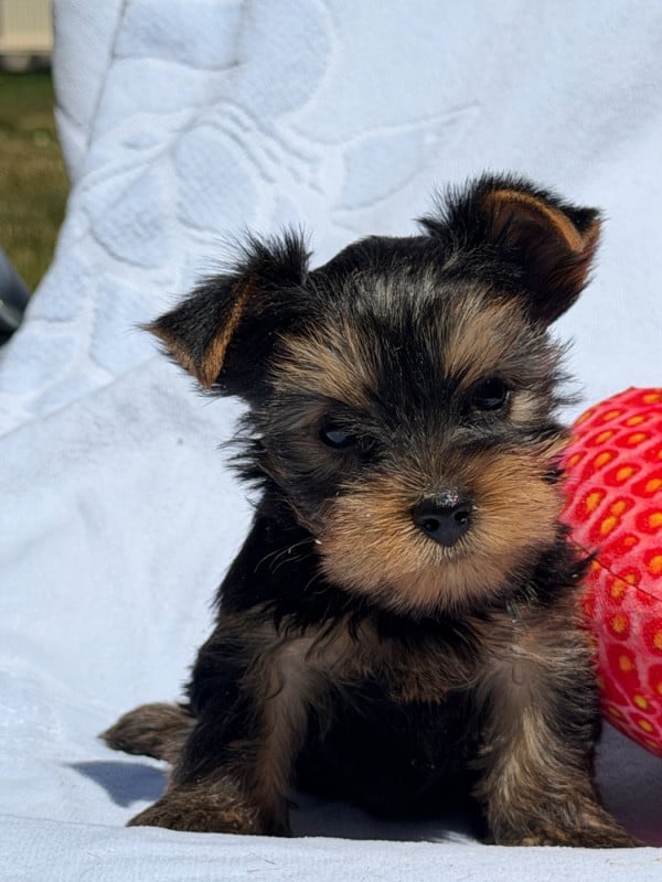 Yorkshire Terrier - du moulin de madjurie