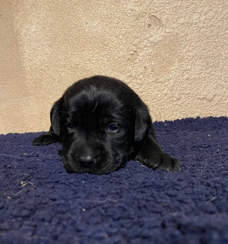 Labrador Retriever - du moulin de madjurie