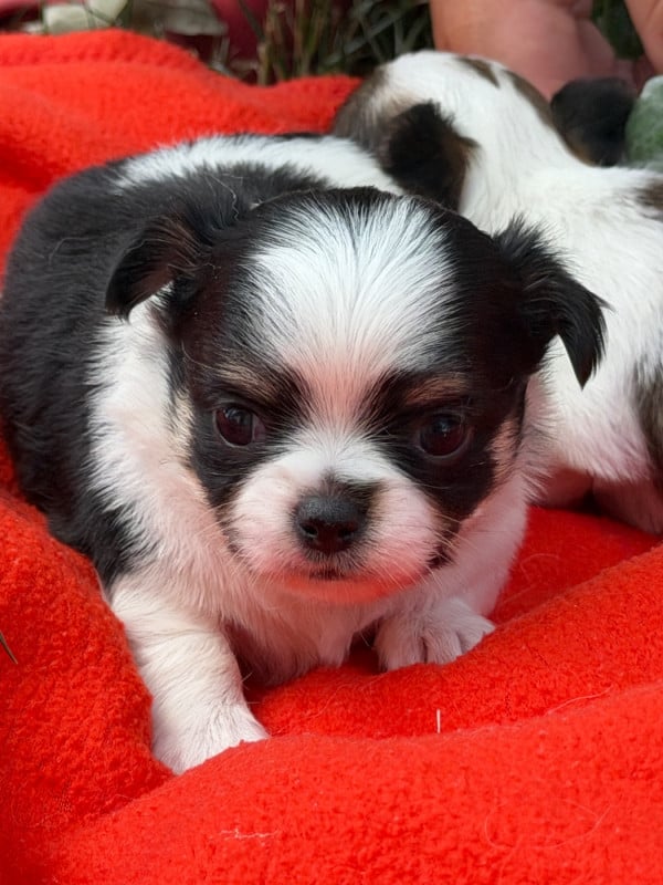 Chihuahua - du moulin de madjurie