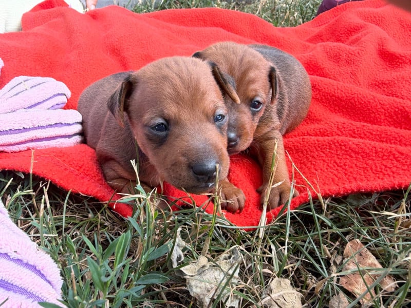 Pinscher nain - du moulin de madjurie