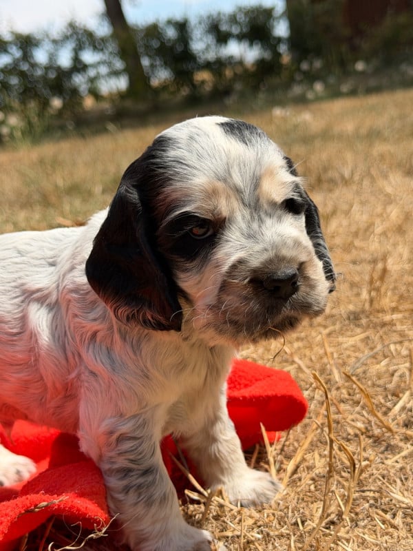 Cocker Spaniel Anglais - du moulin de madjurie