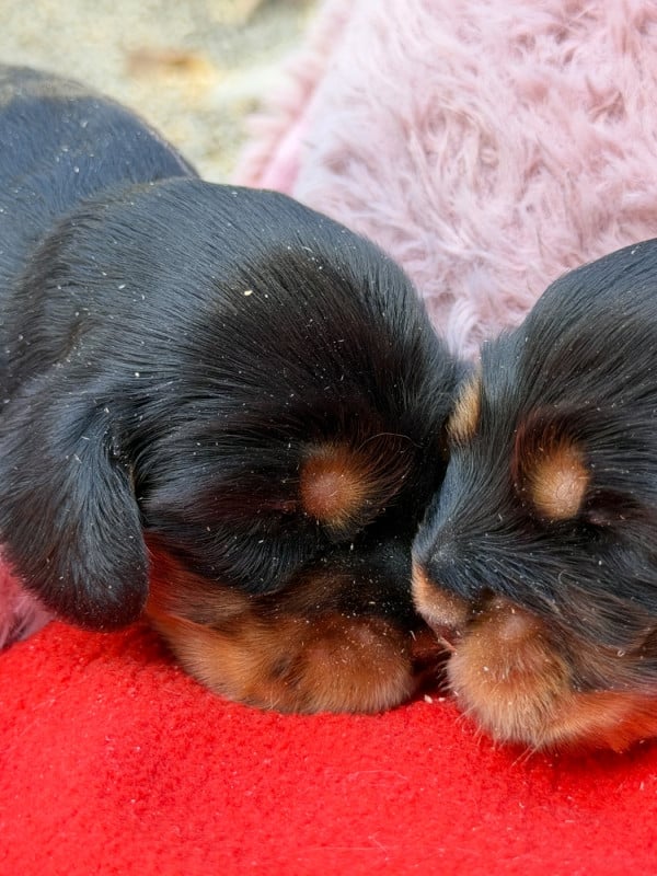 Cocker Spaniel Anglais - du moulin de madjurie