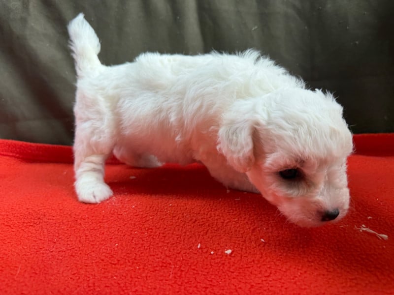 Bichon Frise - du moulin de madjurie