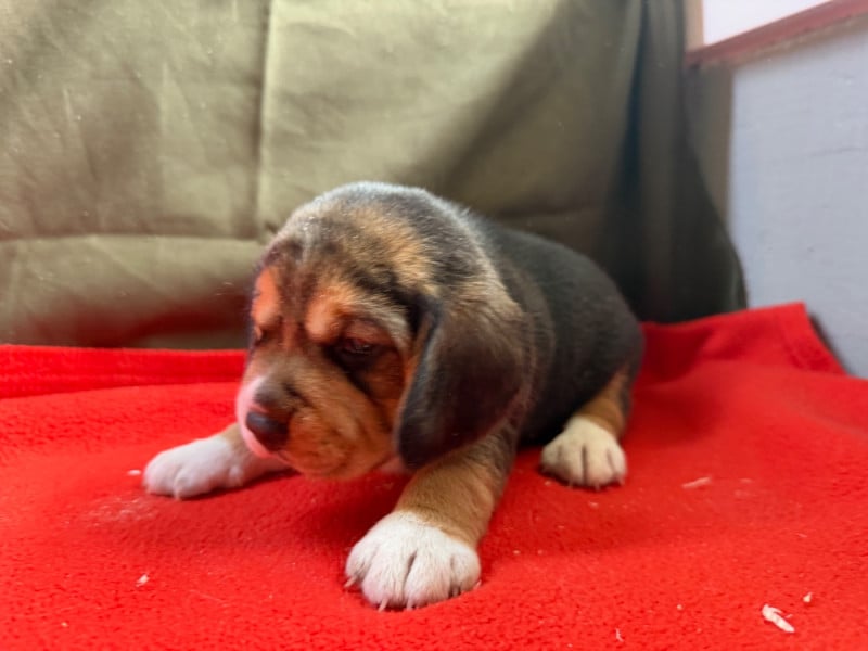 Beagle - du moulin de madjurie
