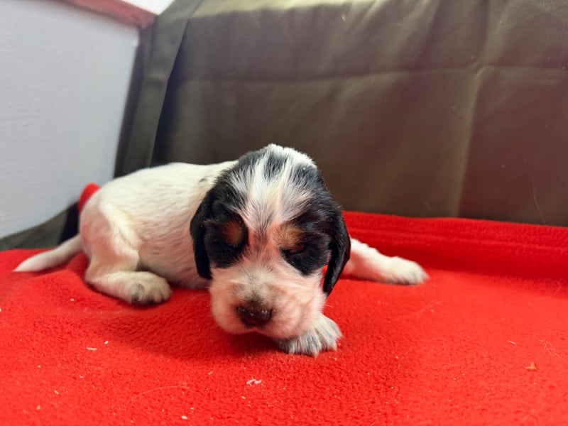 Cocker Spaniel Anglais - du moulin de madjurie
