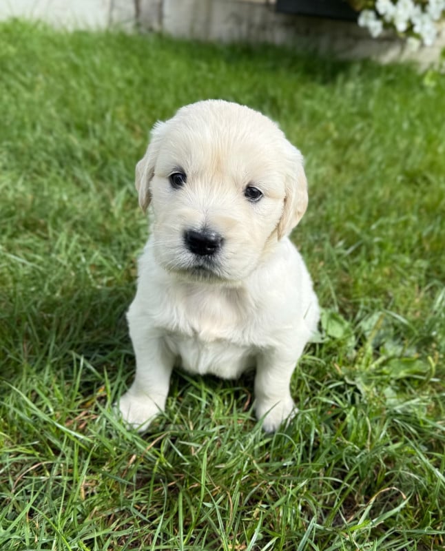 Golden Retriever - du moulin de madjurie