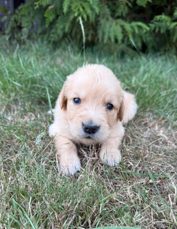 Golden Retriever - du moulin de madjurie