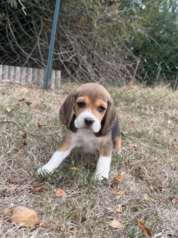 Beagle - du moulin de madjurie