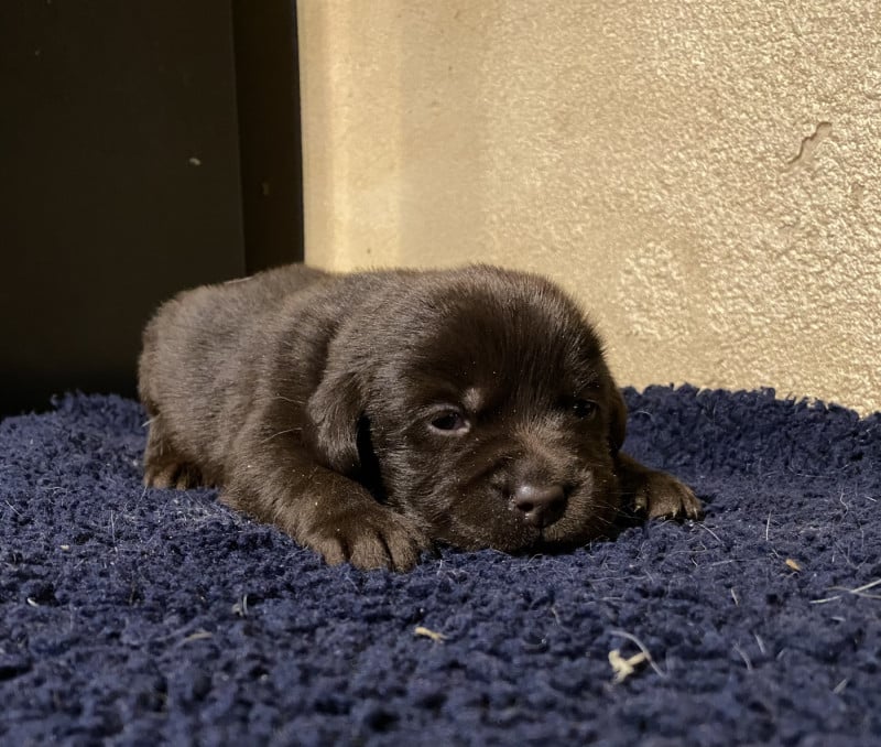 Labrador Retriever - du moulin de madjurie