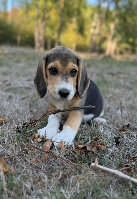 Beagle - du moulin de madjurie