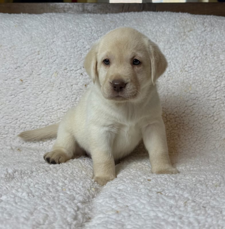Labrador Retriever - du moulin de madjurie