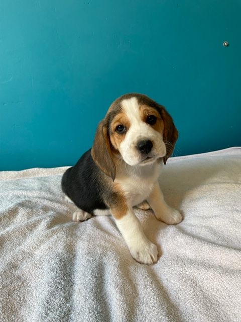 CHIOT - Beagle