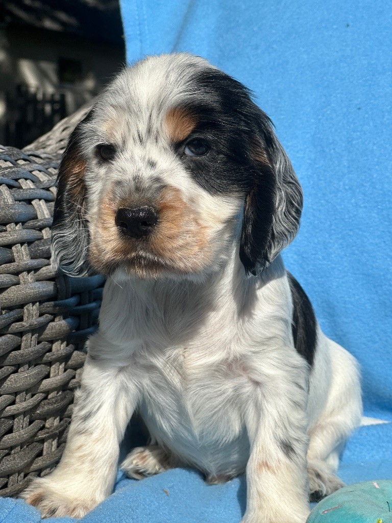 Cocker Spaniel Anglais - du moulin de madjurie
