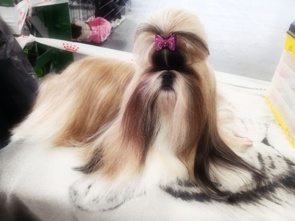 CH. Lyns-Avenly Roxy girl - 1ÈRE EXC CLASSE CHAMPION BOB