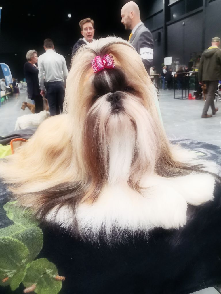 CH. Lyns-Avenly Roxy girl - CAC - CACIB et BOS