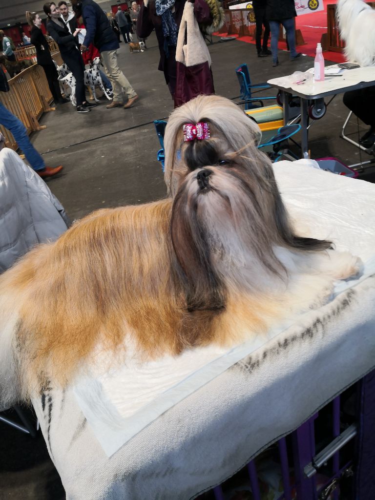 CH. Lyns-Avenly Roxy girl - 1ÈRE EXC BOB et BEST CHAMPION