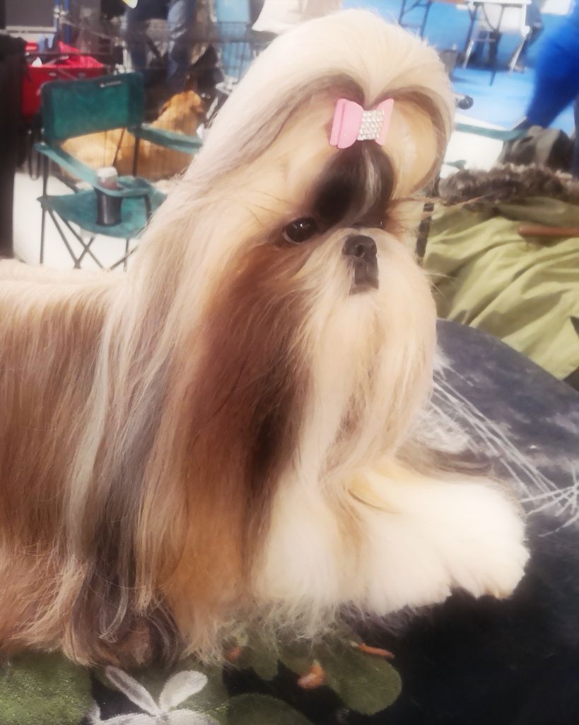 CH. Lyns-Avenly Roxy girl - CAC-CACIB ET BOS