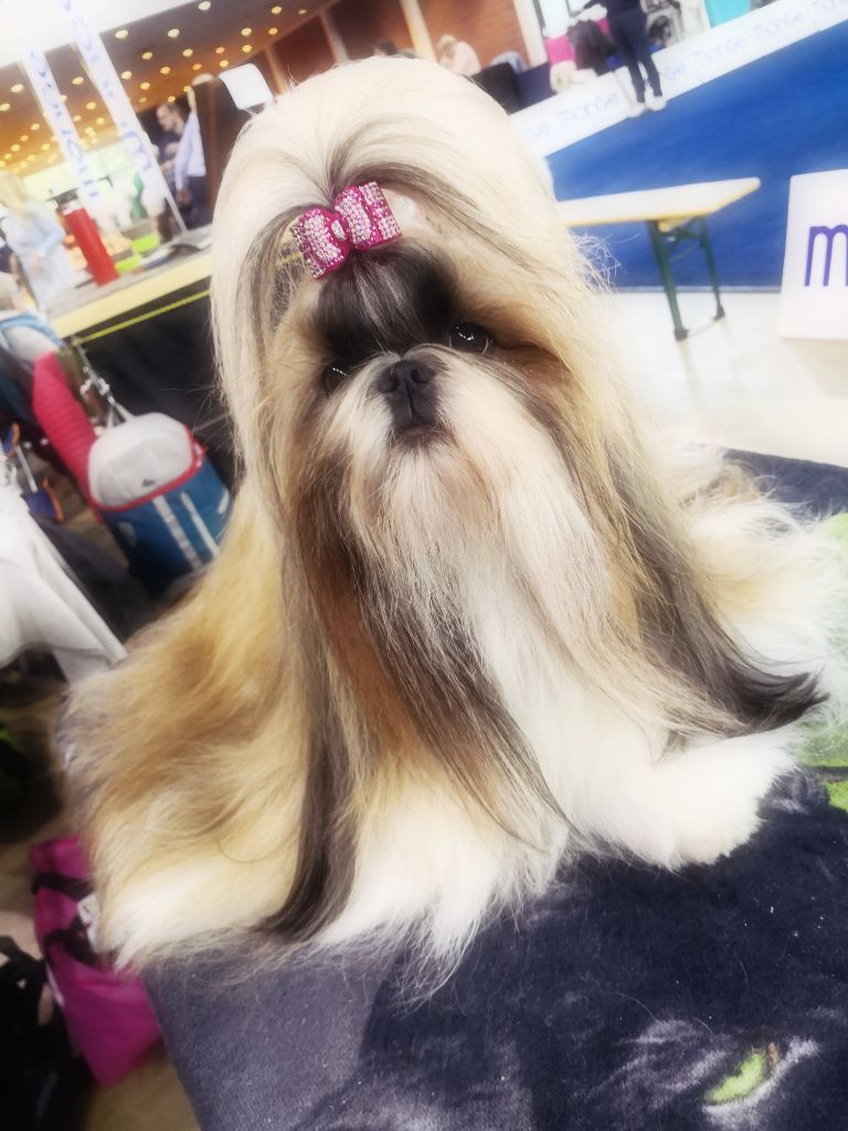 CH. Lyns-Avenly Roxy girl - CAC-CACIB ET BEST OF BREED BEST FEMALE