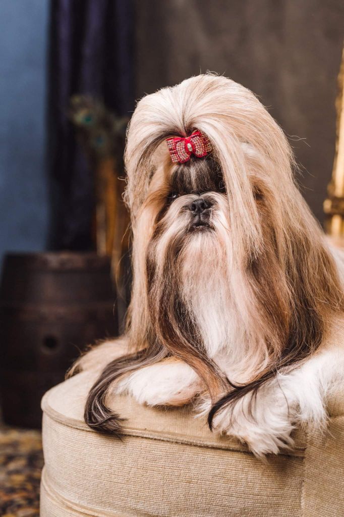 CH. Lyns-Avenly Roxy girl - CAC-CACIB ET BEST OF BREED