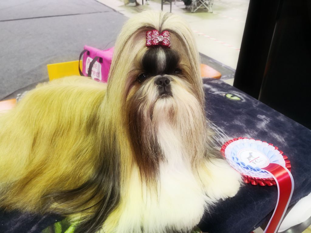 CH. Lyns-Avenly Roxy girl - CAC-CACIB ET BEST OF BREED