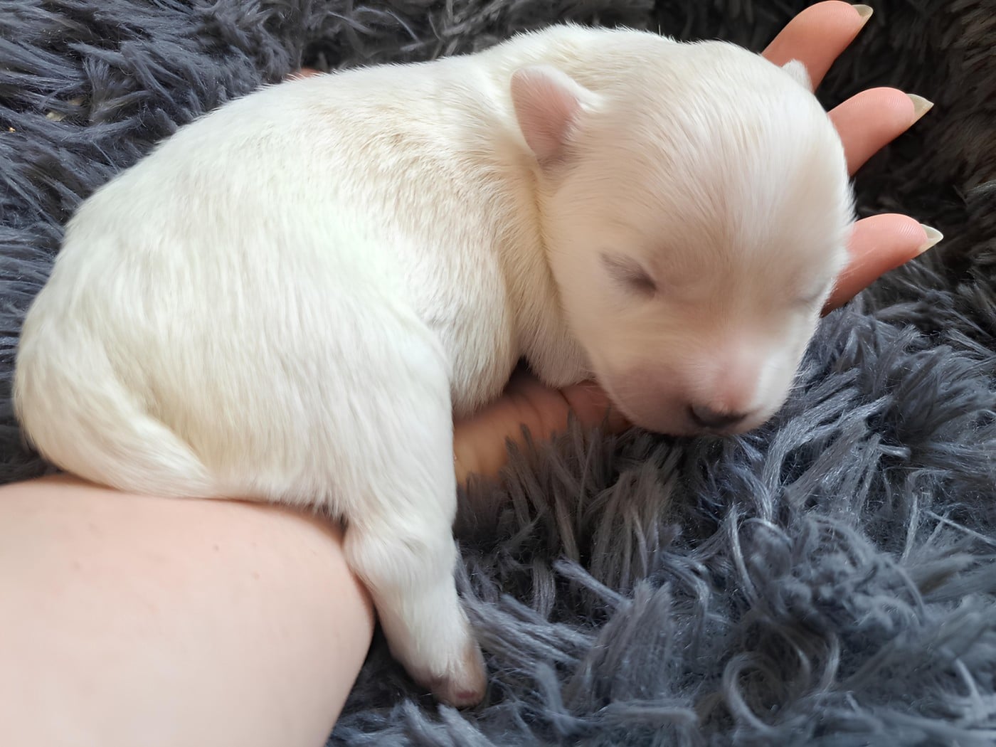 Chiot N°2 - Coton de Tulear