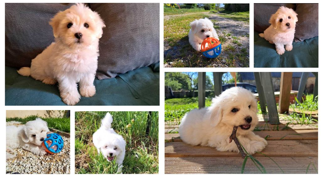 Chiot Coton de Tulear UBELLE Du Domaine De Fairy Tail