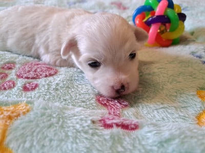 Les chiots de Coton de Tulear