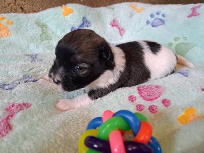Les chiots de Coton de Tulear