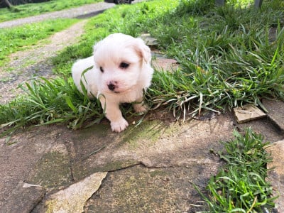Les chiots de Coton de Tulear