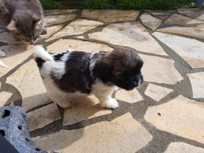 Les chiots de Coton de Tulear