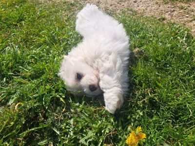 Les chiots de Coton de Tulear