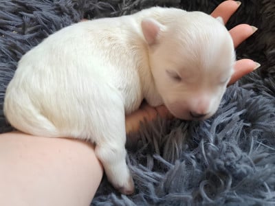 Les chiots de Coton de Tulear