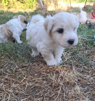 Les chiots de Coton de Tulear