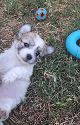 Les chiots de Coton de Tulear
