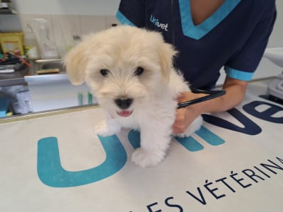 Les chiots de Coton de Tulear
