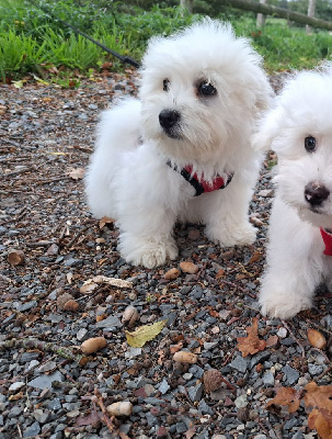 Les chiots de Coton de Tulear
