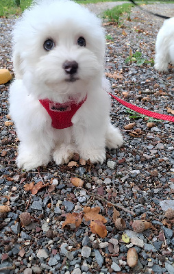 Les chiots de Coton de Tulear