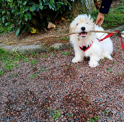 Les chiots de Coton de Tulear