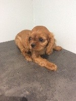 Du Val Gauthier - Cavalier King Charles Spaniel - Portée née le 17/06/2018