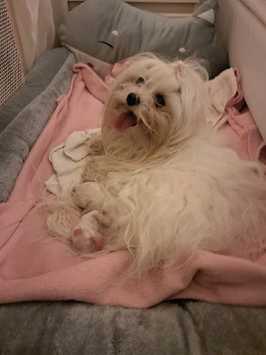 Du Domaine De La Cote Bleue