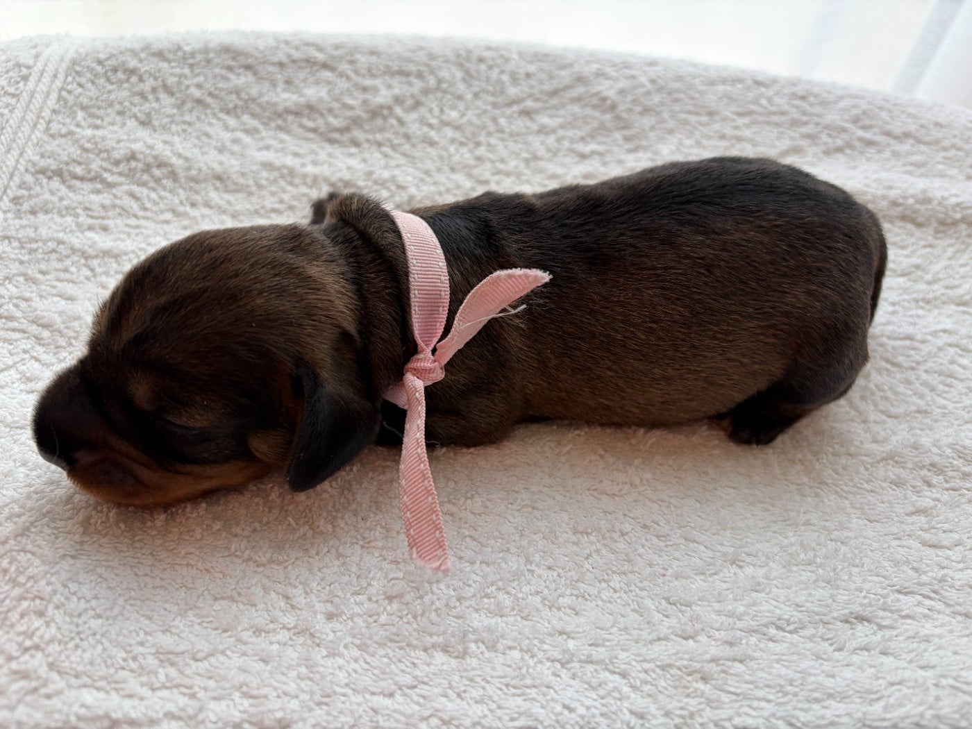 CHIOT 1 - Teckel poil dur