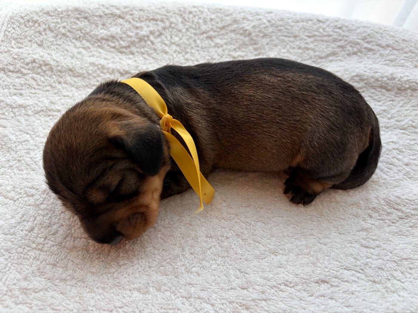 CHIOT 3 - Teckel poil dur