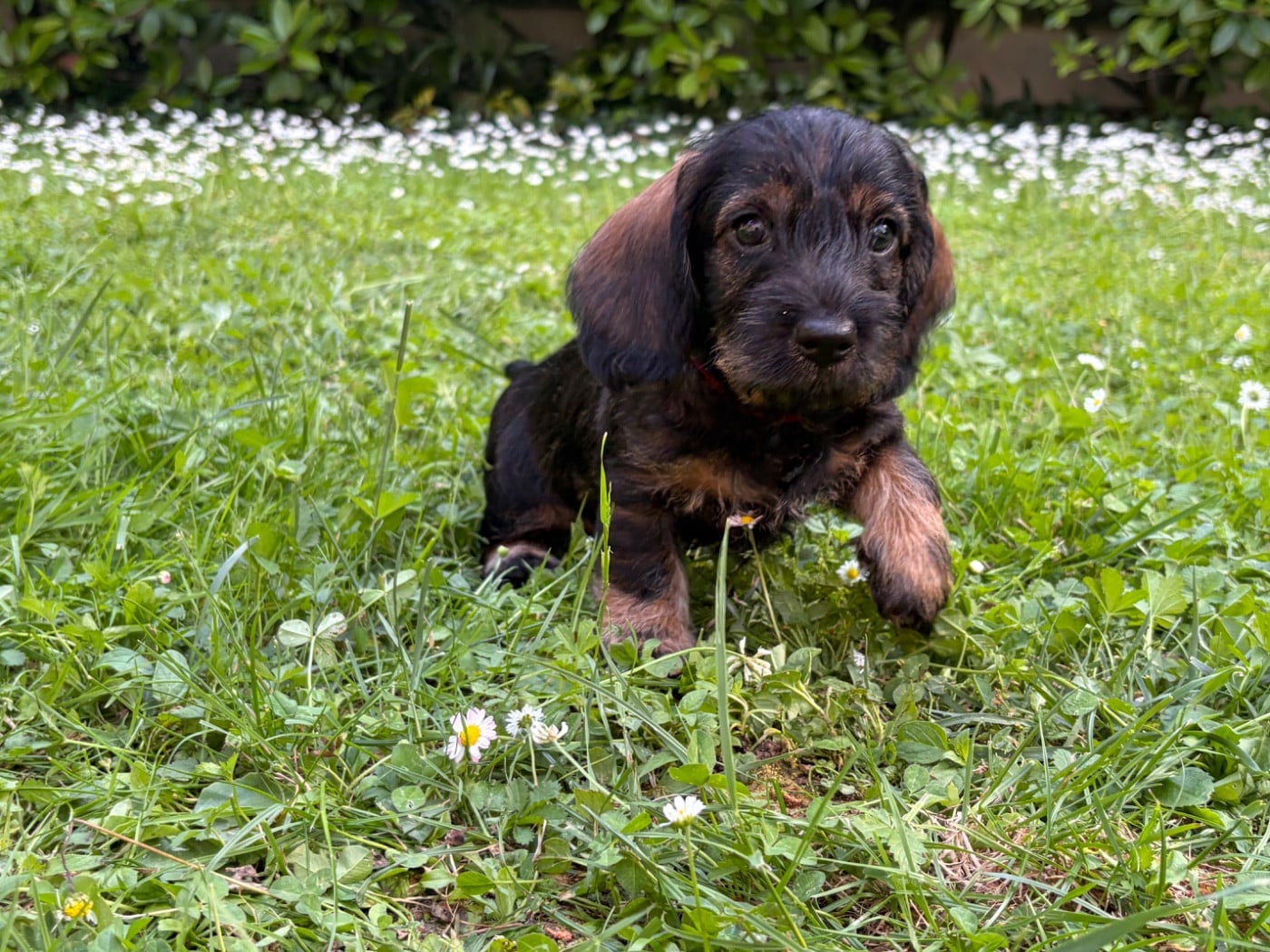 CHIOT 2