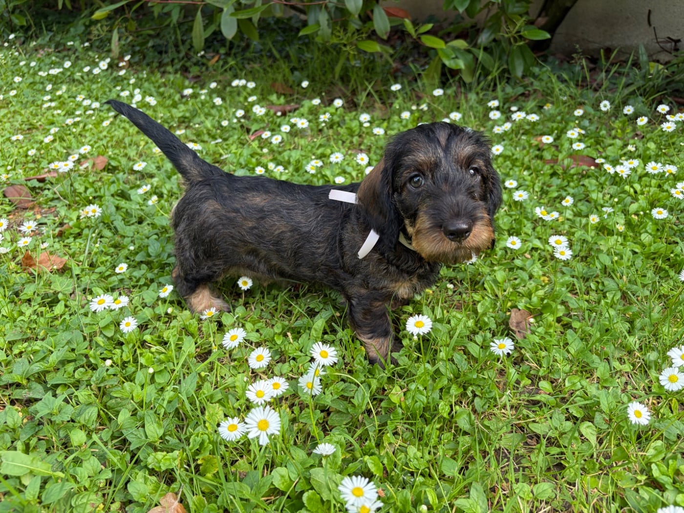 CHIOT 1