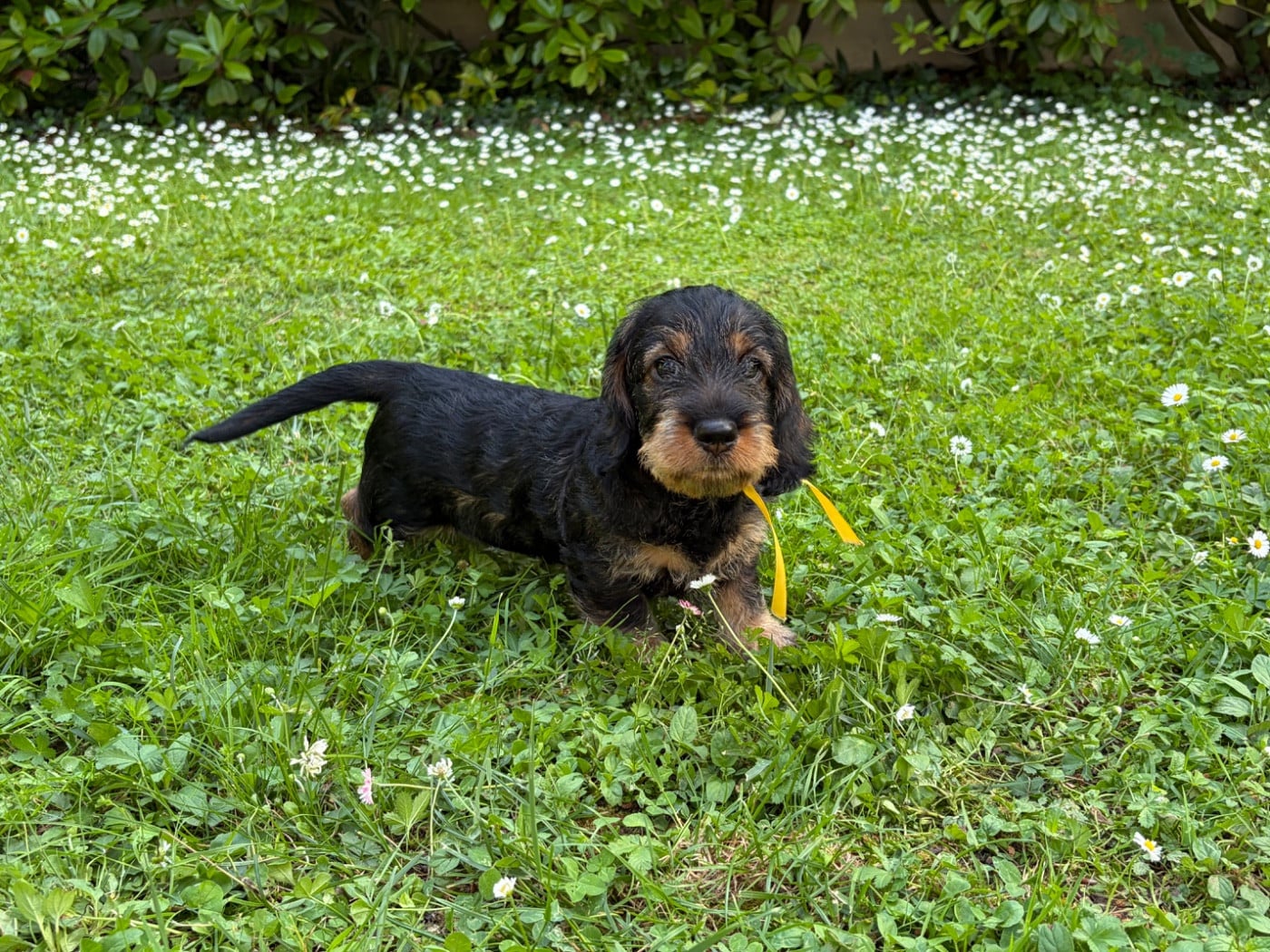 CHIOT 3