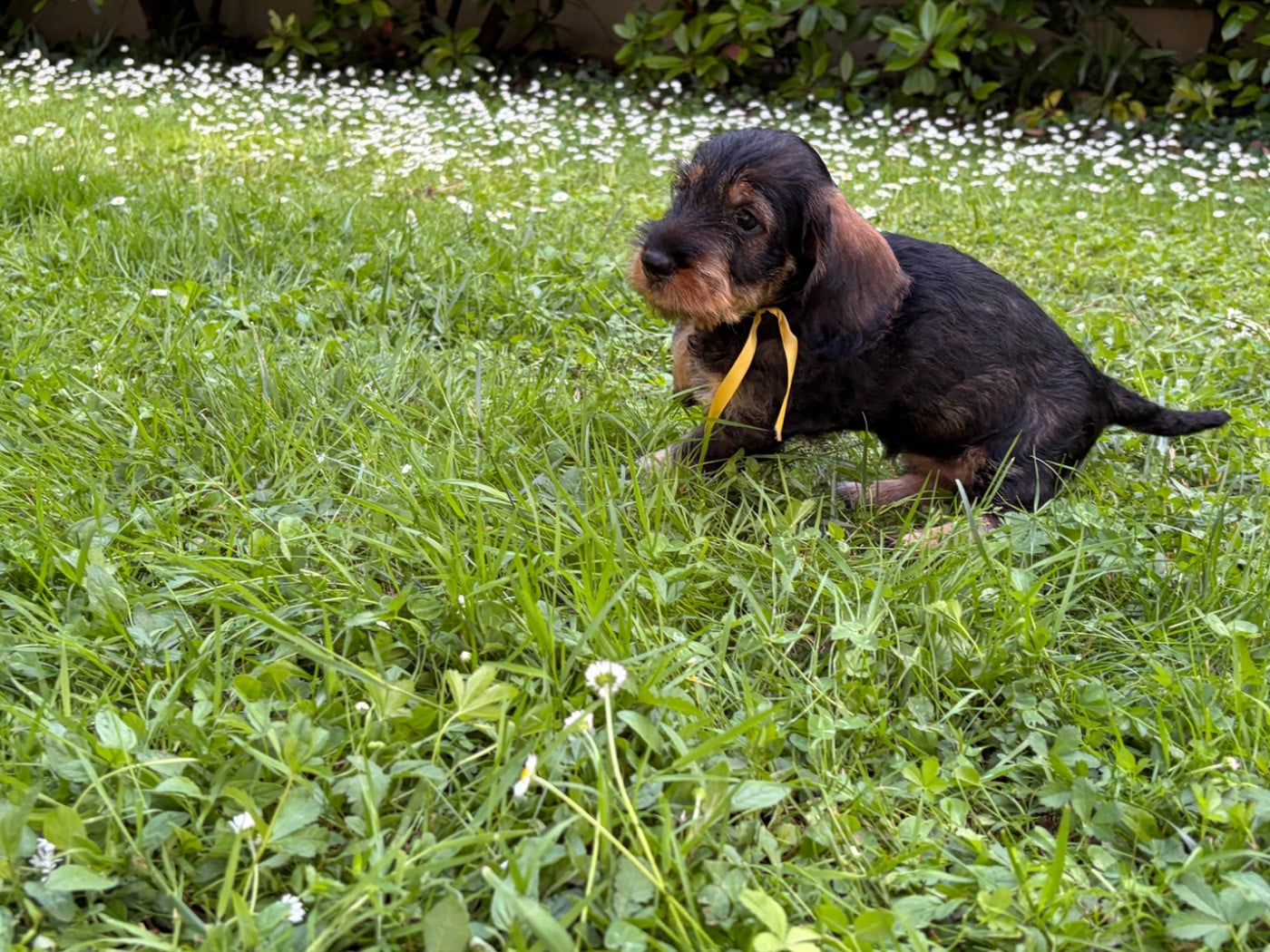 CHIOT 3