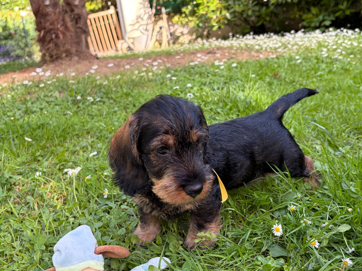 CHIOT 3